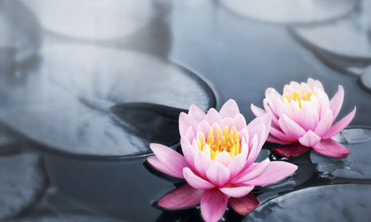 Pink water lilies